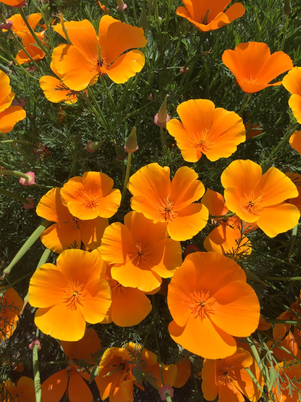 The Unofficial Start of Summer