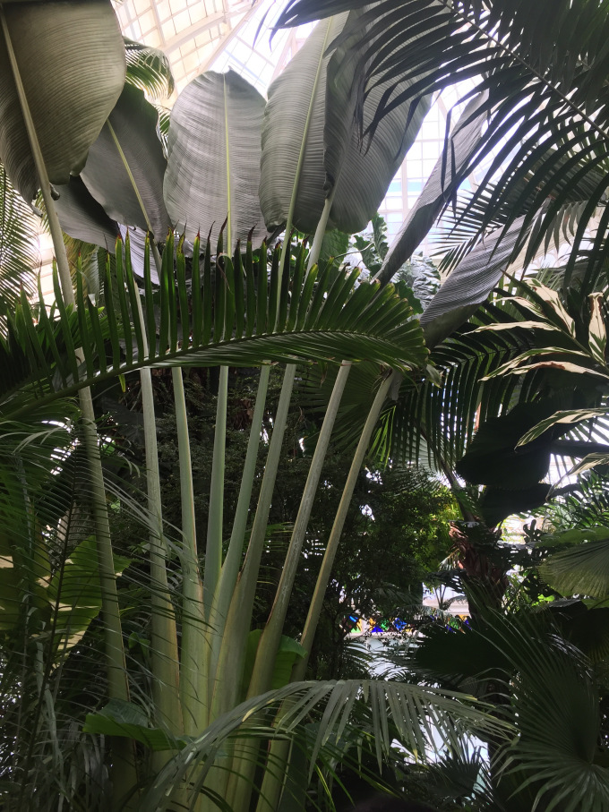 Greenhouse Wonderland