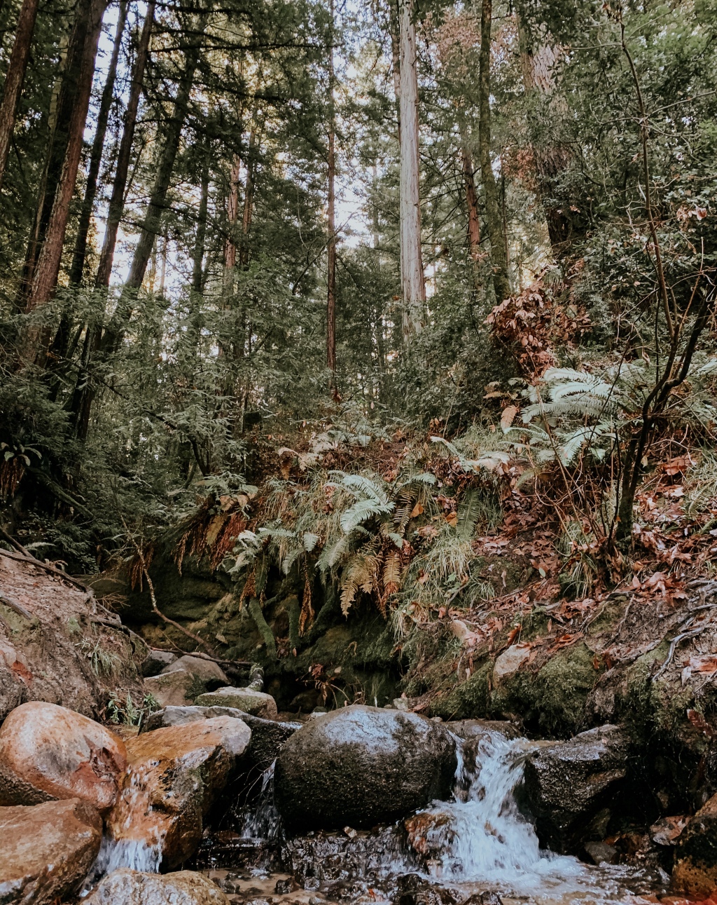 Hike 2/52: Henry Cowell State Park